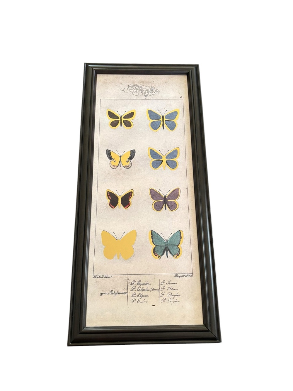 Framed Foiled Artwork Gossamer Winged Butterflies Gold Blue Brown Print Art